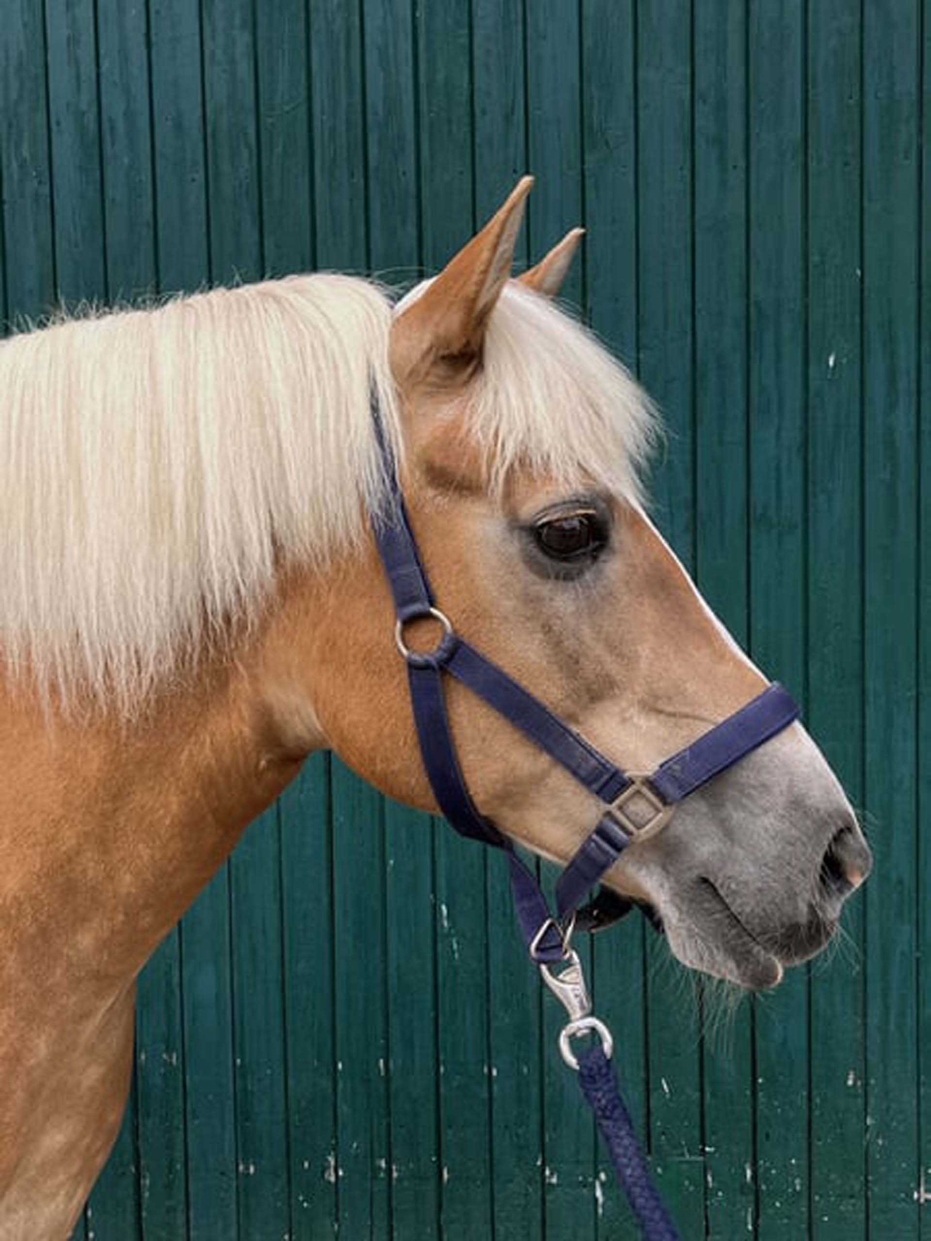 Haflinger Stute Lotte Ein hellbraunes Pferd mit einer auffälligen, langen blonden Mähne und einem blauen Halfter steht vor einer grünen Holzwand. Die Ansicht zeigt das Pferd von der Seite, wobei der Kopf und ein Teil des Halses gut sichtbar sind.