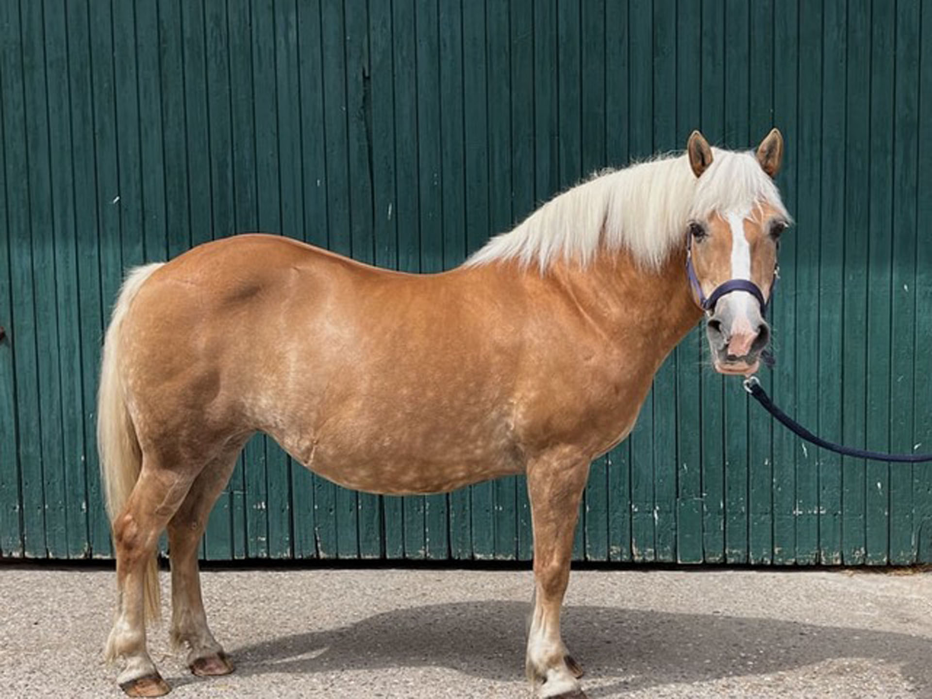 Haflinger Stute Lotte_II Ein kräftiges, fuchsfarbenes Pony mit einer weißen Mähne steht vor einer grünen Holzwand. Es trägt eine Halfter und hat einen freundlichen Ausdruck.