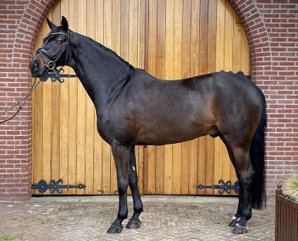 Ein schwarzes Pferd steht seitlich vor einer hölzernen Toröffnung, seine Mähne ist gepflegt und es trägt ein Zaumzeug.