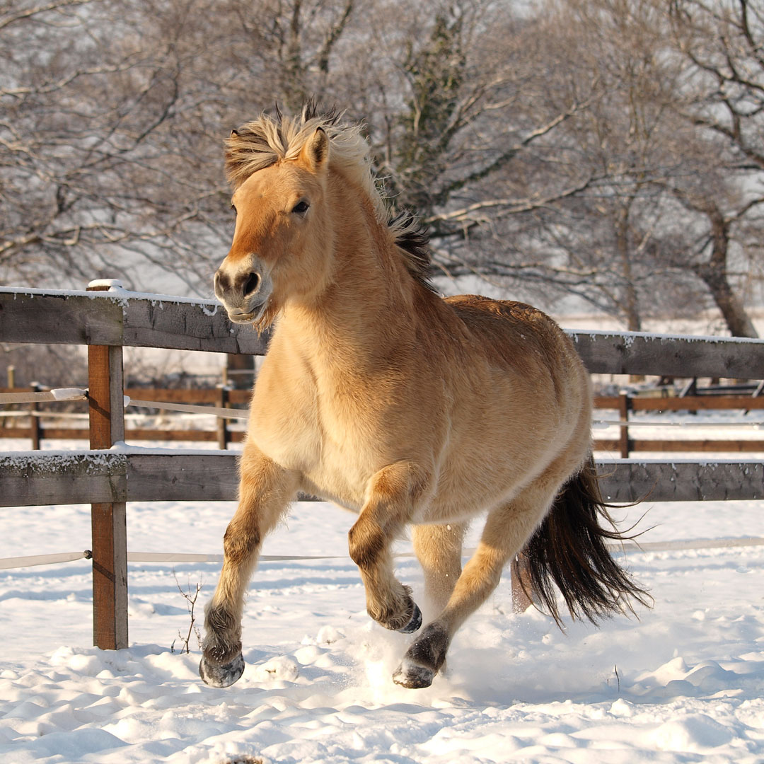 Ein mittelgroßes, braunes Pferd mit einer hellen Mähne galoppiert spielerisch durch den Schnee in einem eingezäunten Bereich, umgeben von schneebedeckten Bäumen und einem Winterhimmel.