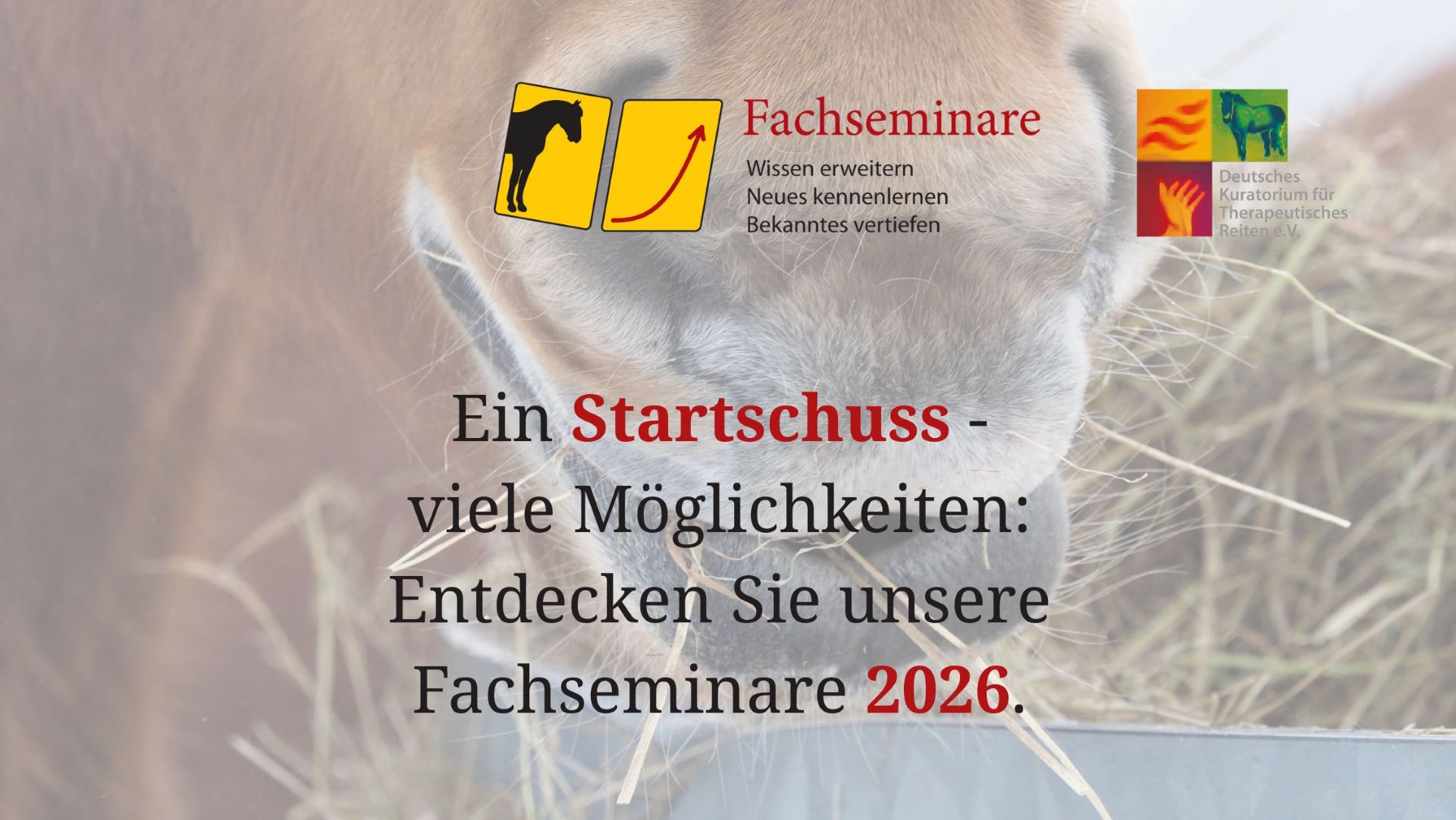 Nahaufnahme eines Pferdes, das Heu frisst, mit Text über Fachseminare und deren Möglichkeiten für 2026 im Vordergrund.