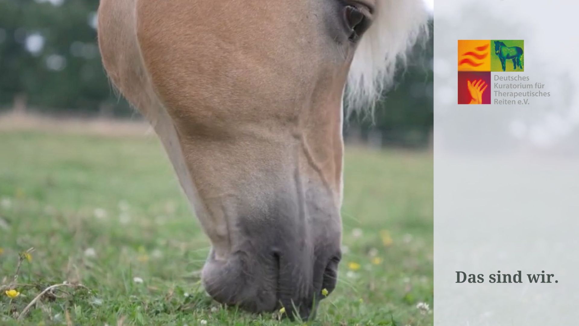 Nahaufnahme eines Pferdekopfes, das Gras frisst, mit einem verschwommenen Hintergrund und einem kleinen Logo in der oberen rechten Ecke.